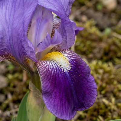 Iris  Silberkraft