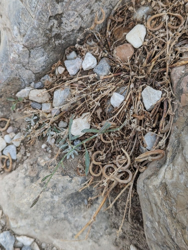 Naturaufnahme - Bild 2