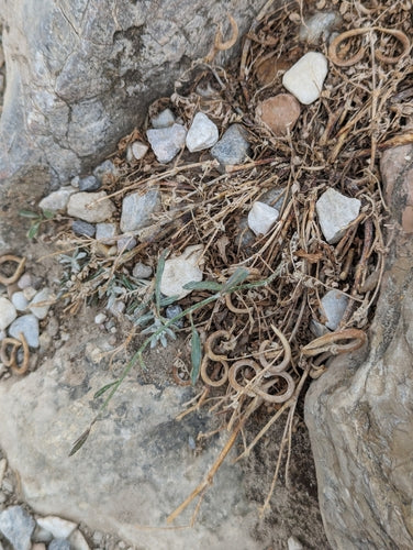 Naturaufnahme - Bild 3