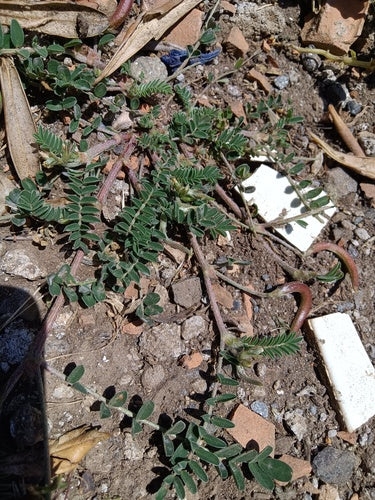 Naturaufnahme - Bild 8