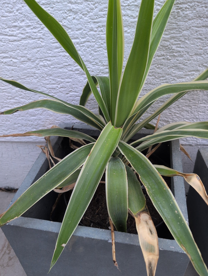 snake plant zeylanica Snake Plant 'Zeylanica' 6