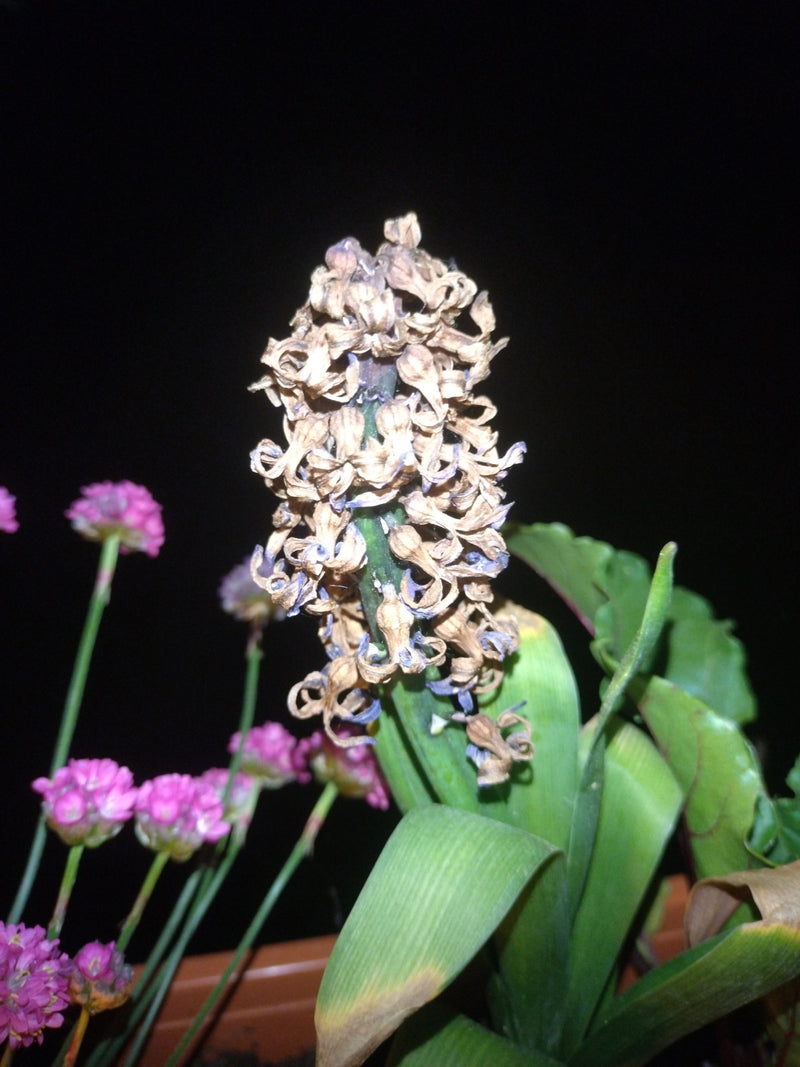 Hyazinthe — Bild 4