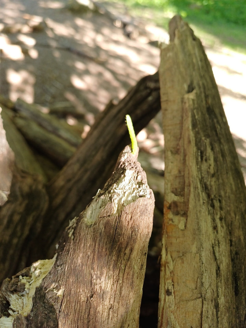 Kleiner Frostspanner — Bild 1