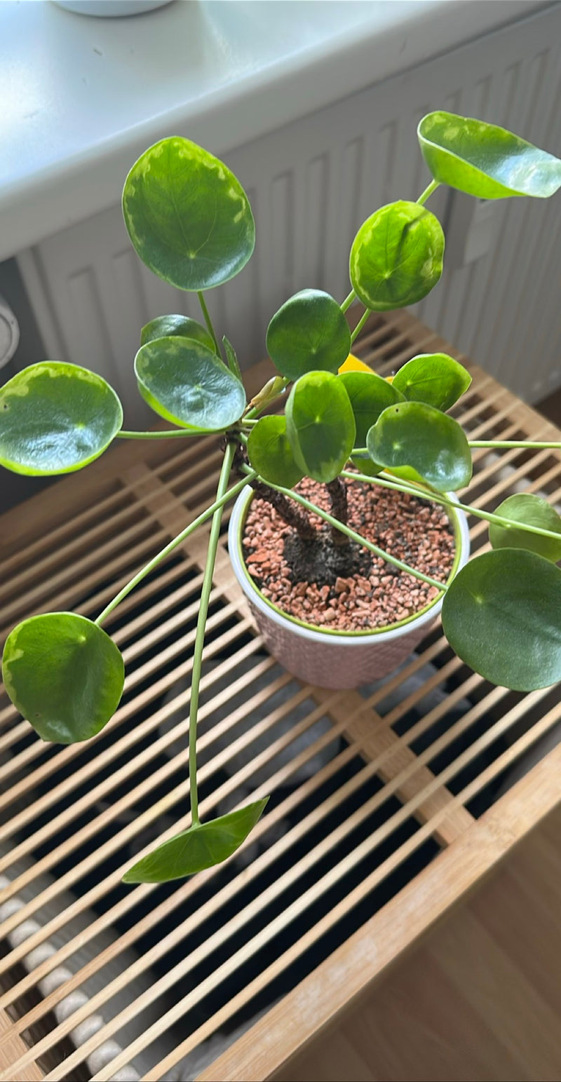 zimmerpflanzen groß palme XXL Kentia Palme liefern lassen – Green Me Up main image 1