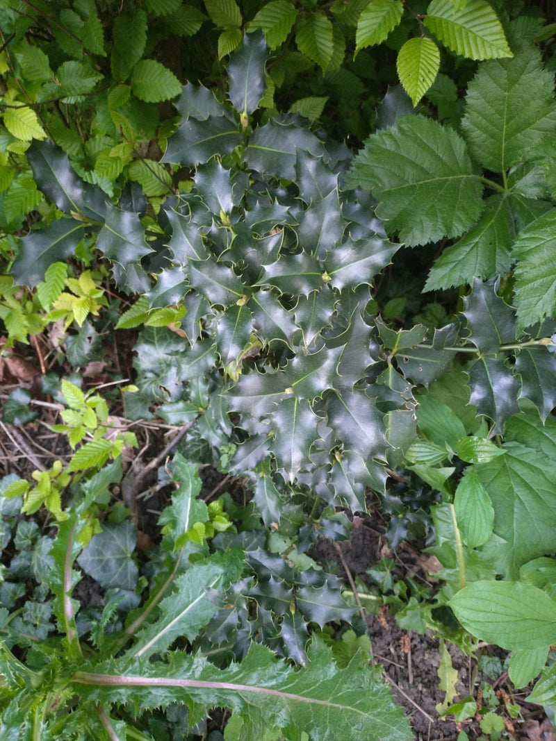 Stechpalme — Bild 3