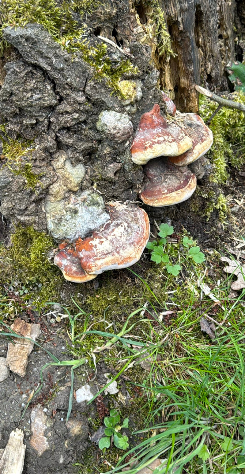 Rotrandiger Baumschwamm — Bild 2