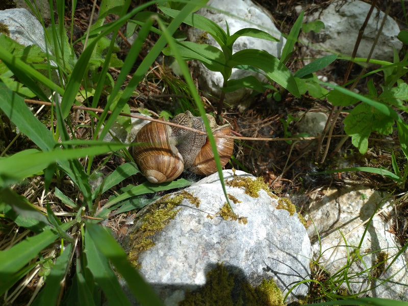 Weinbergschnecke — Bild 5