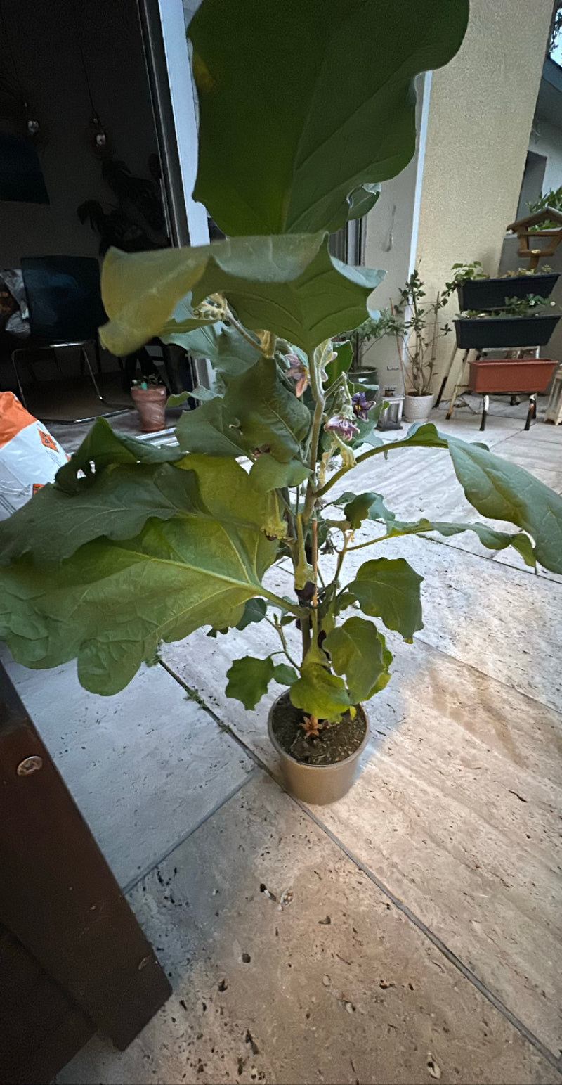 Aubergine — Bild 5