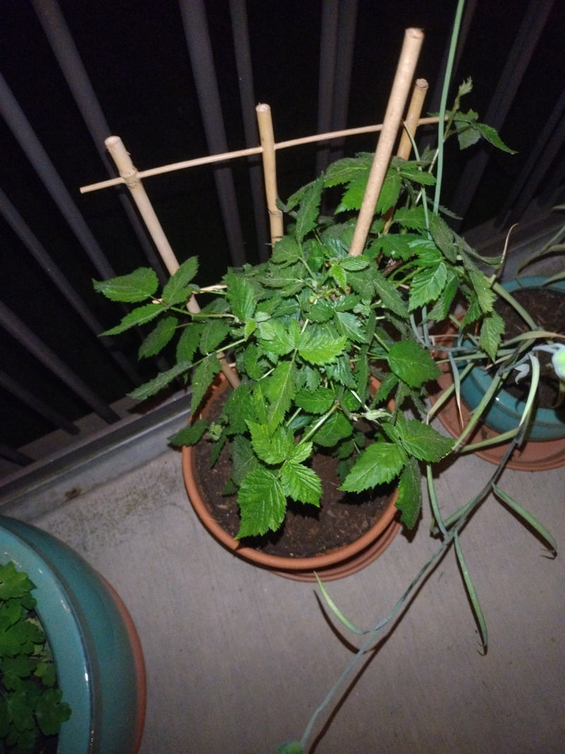 Himbeeren — Bild 2