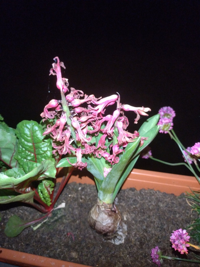 Hyazinthe — Bild 3