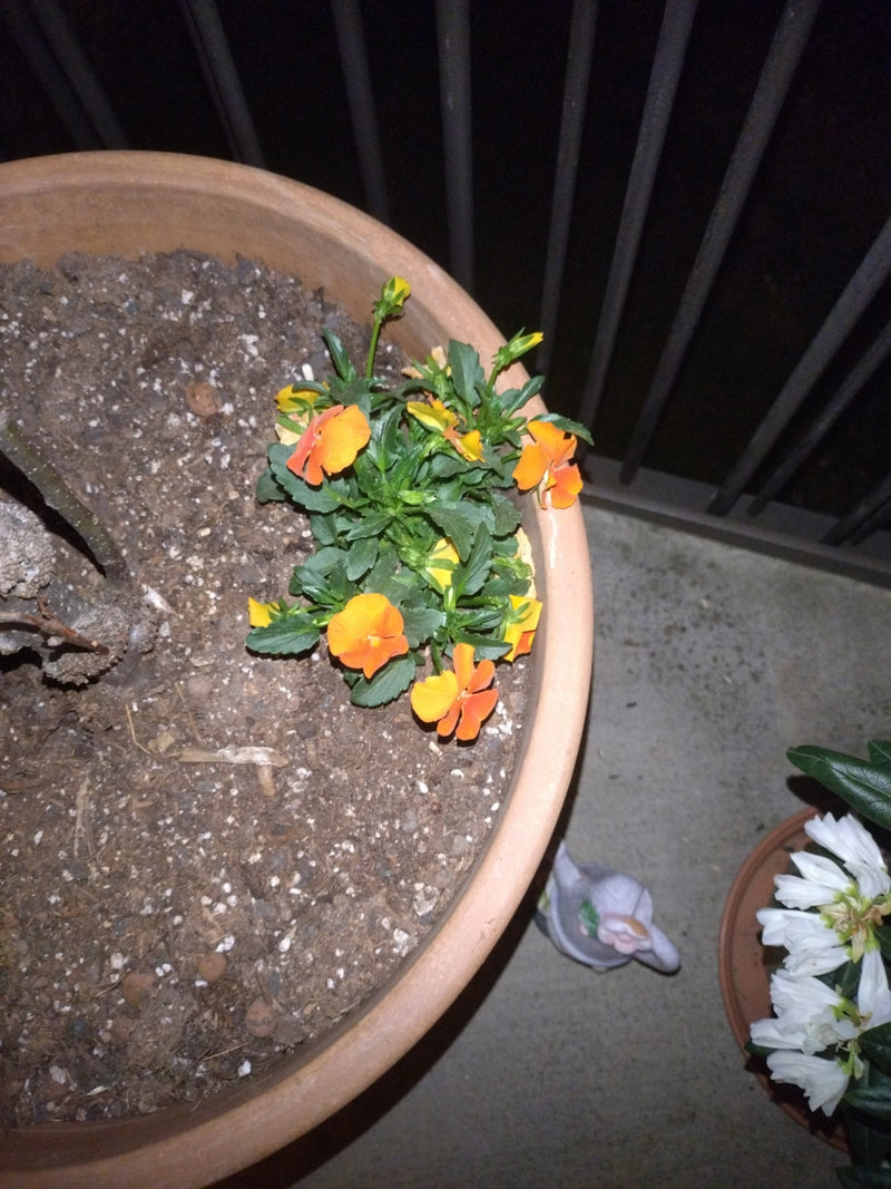 Hornveilchen — Bild 3