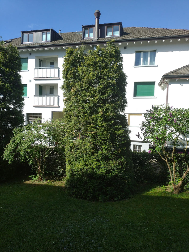 Thuja — Bild 3