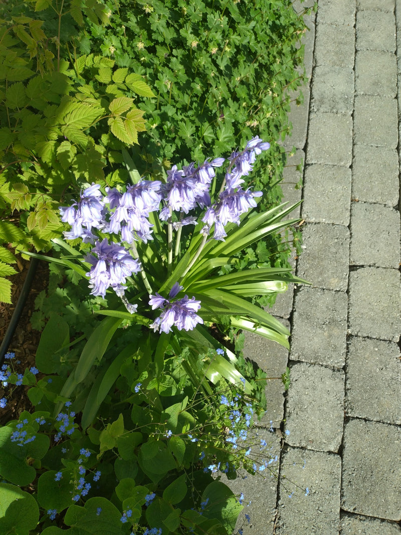 Hasenglöckchen — Bild 2