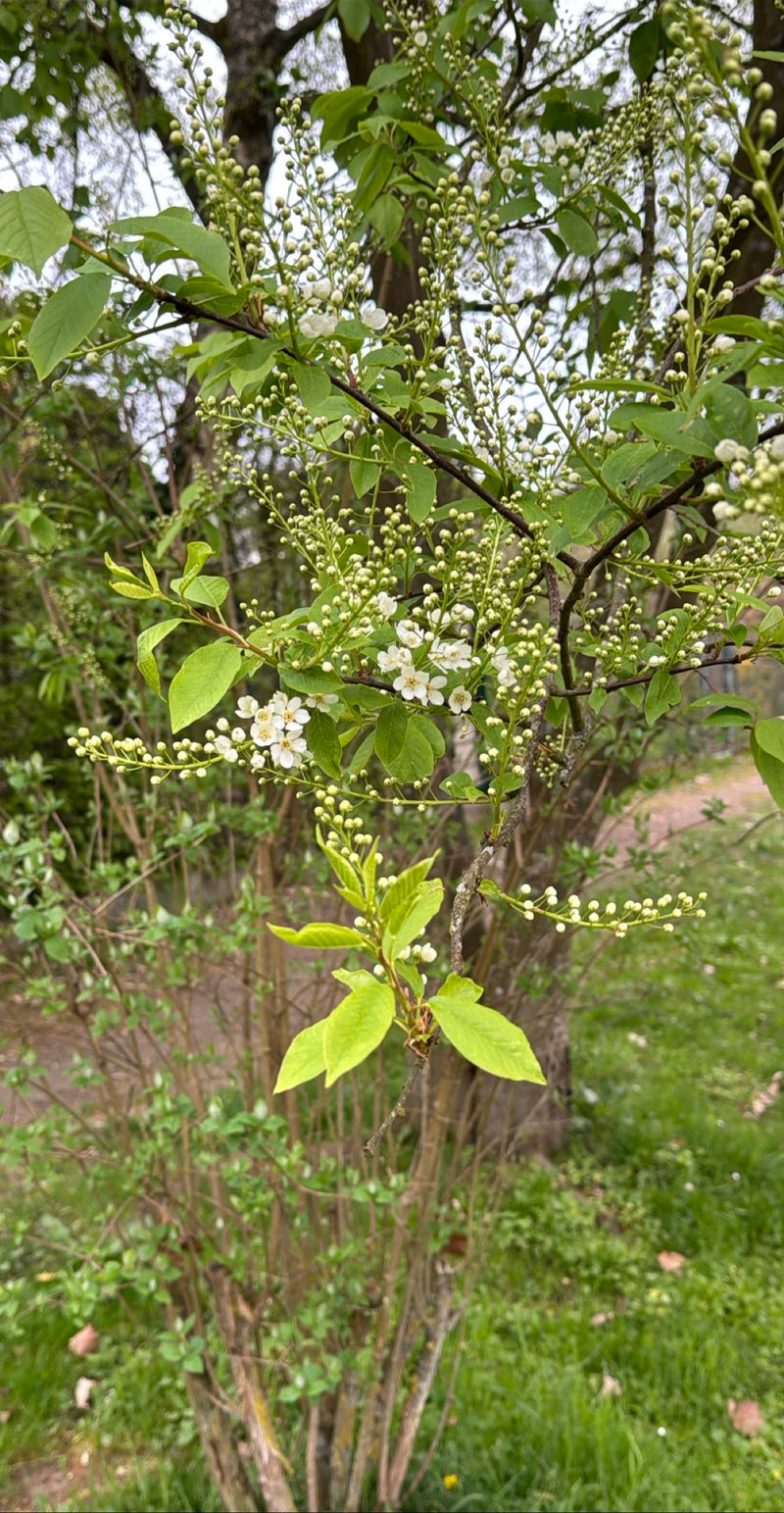 Zu sehen ist ein Zweig der Gewöhnlichen Traubenkirsche mit frischen grünen Blättern, Knospen und ersten weißen Blütenständen. Die Aufnahme zeigt die Pflanze ...