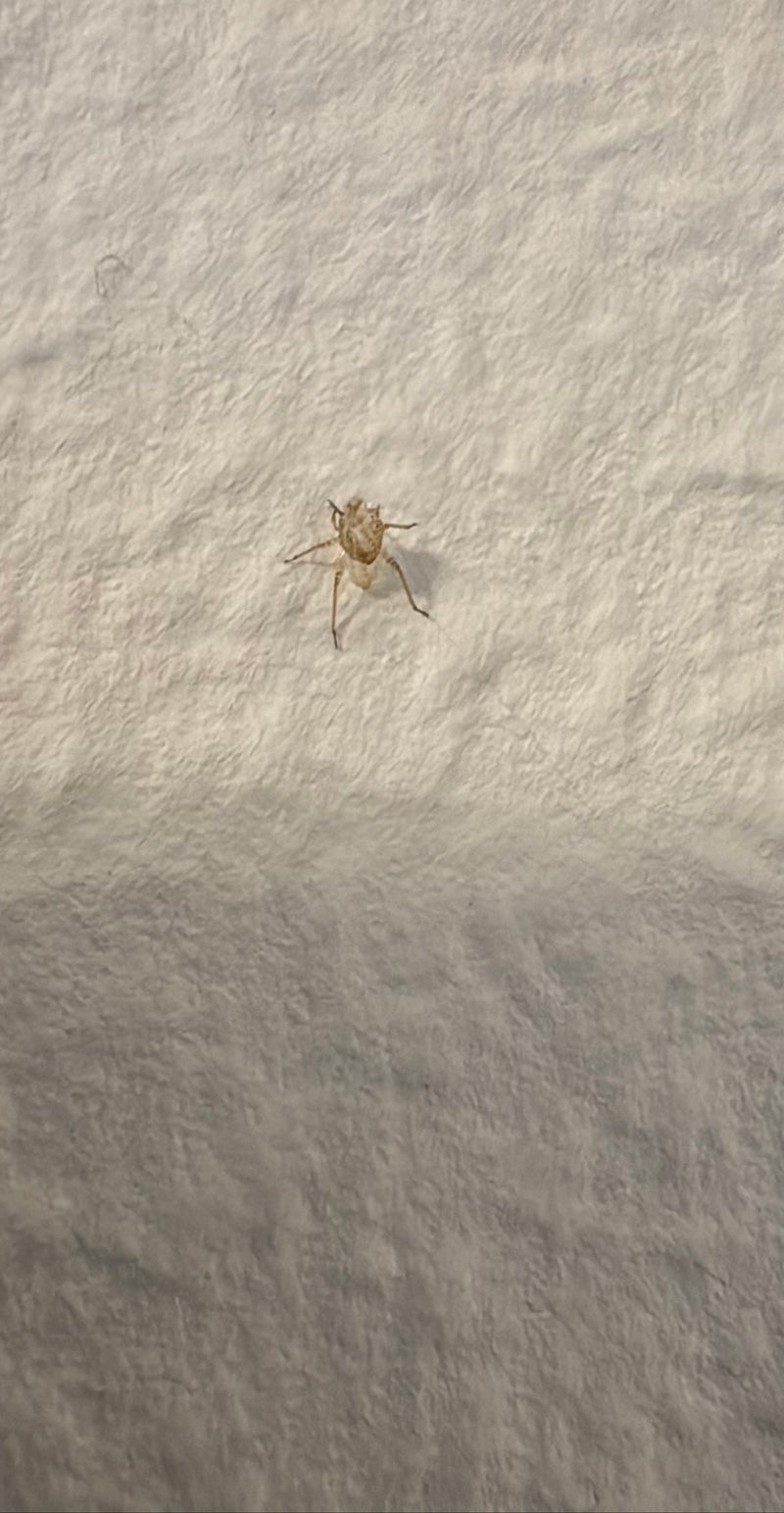 Zitterspinne — Bild 2