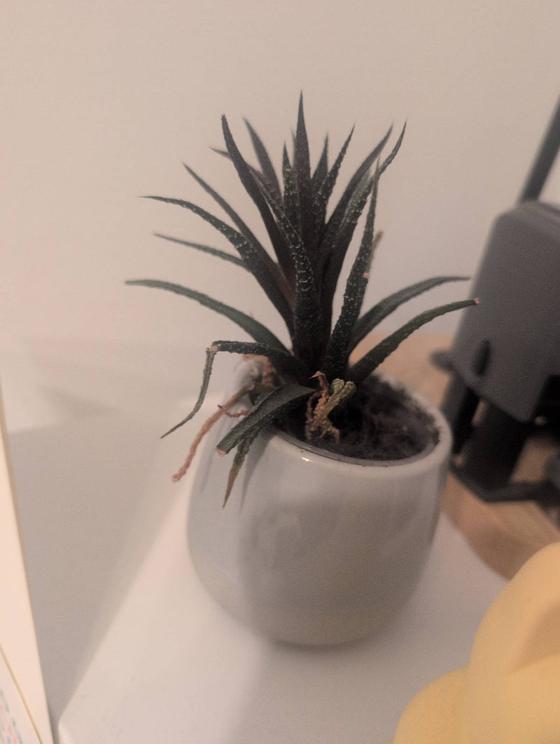 Zebra-Haworthie — Bild 5