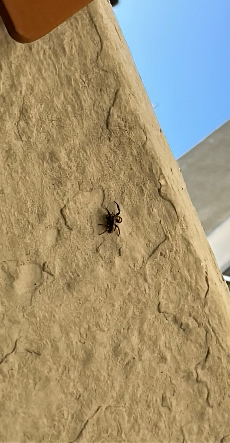 Zebraspringspinne — Bild 4