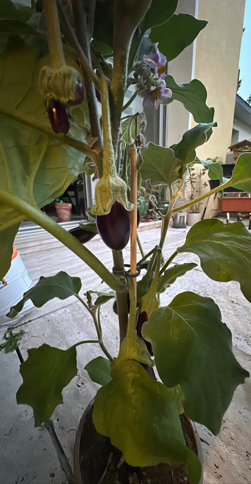 Aubergine — Bild 4