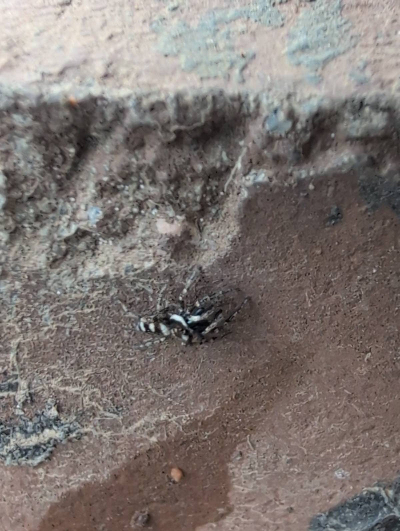 Zebraspringspinne — Bild 3