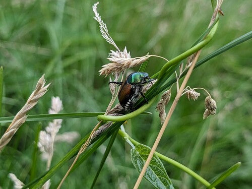 Japankäfer — Bild 4
