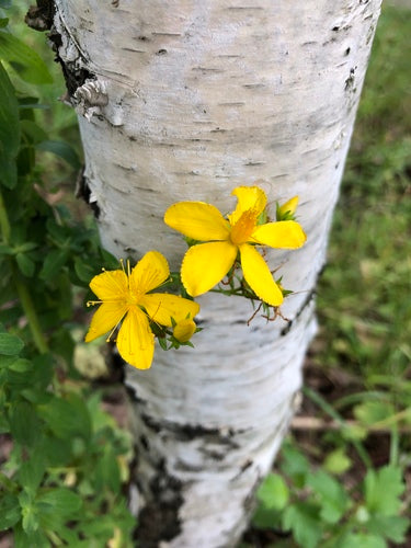 Johanniskraut — Bild 5