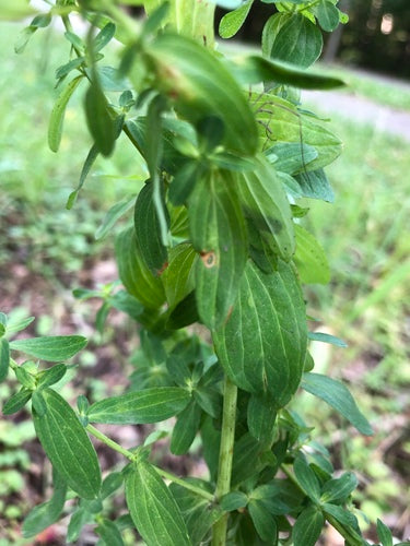 Johanniskraut - Bild 4