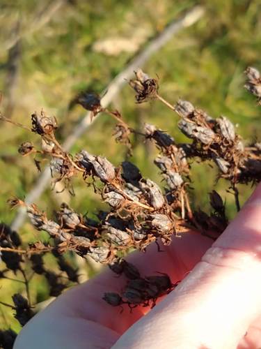 Johanniskraut - Bild 8