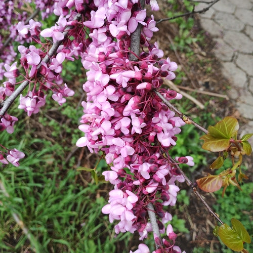 Naturaufnahme - Bild 1