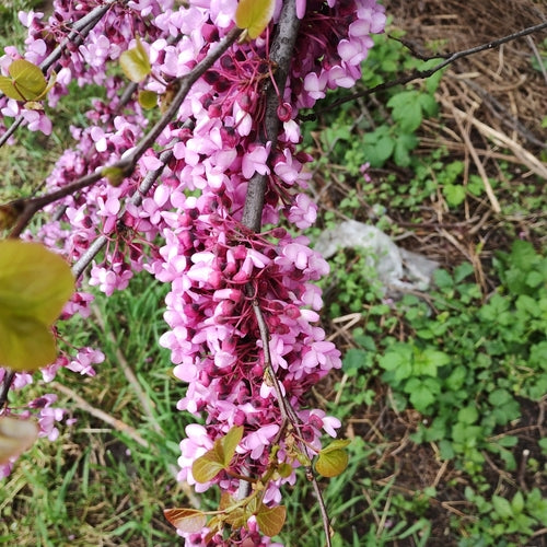 Naturaufnahme - Bild 2