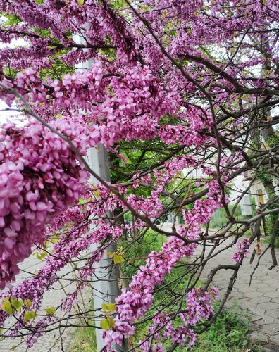 Naturaufnahme - Bild 4