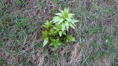 Kaiserkrone — Bild 4