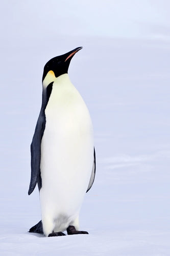 Kaiserpinguin — Bild 5
