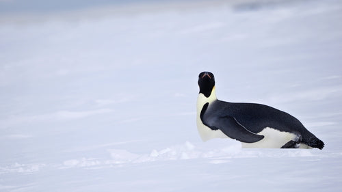 Kaiserpinguin — Bild 4