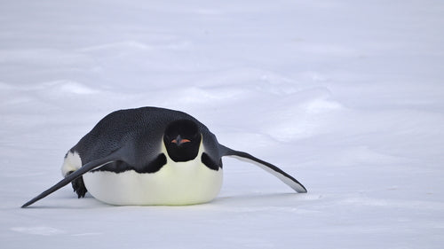 Kaiserpinguin — Bild 2