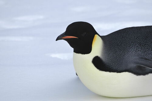 Kaiserpinguin — Bild 1