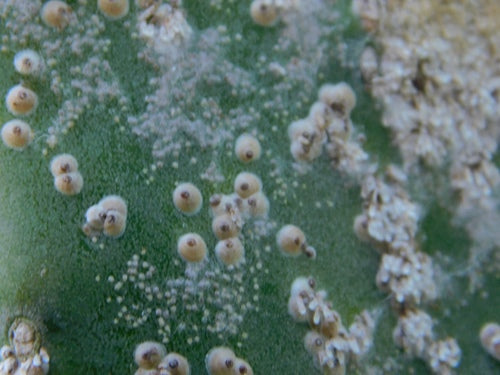stab kaktus Ferocactus stainesii