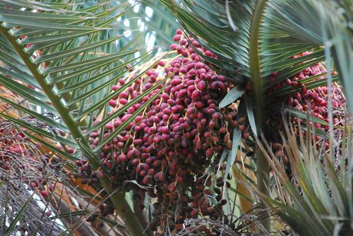 Kanarische Dattelpalme — Bild 5