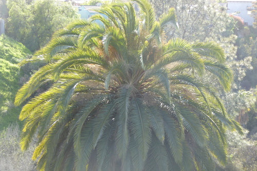 Kanarische Dattelpalme — Bild 4