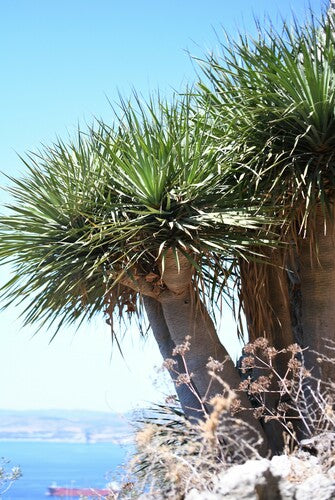 Kanarischer Drachenbaum — Bild 5