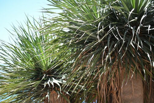 Kanarischer Drachenbaum — Bild 4