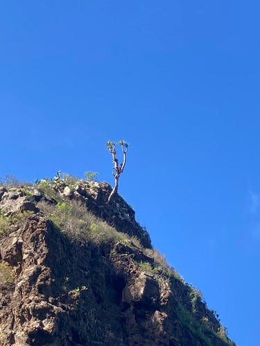 Kanarischer Drachenbaum — Bild 2