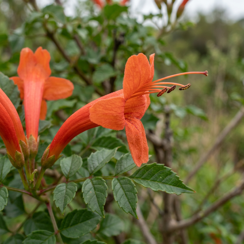 Kap-Hohnblume (Tecoma capensis), KI-Illustration