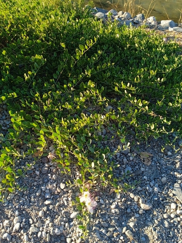 Kapernstrauch — Bild 1
