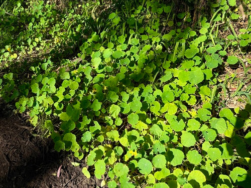 Kapuzinerkressen — Bild 4 von 8
