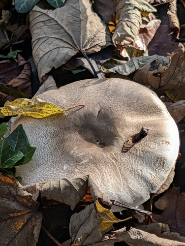 Karbol-Champignon — Bild 5 von 11