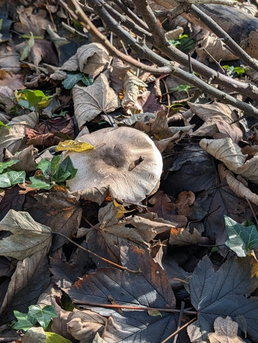 Karbol-Champignon — Bild 4 von 11