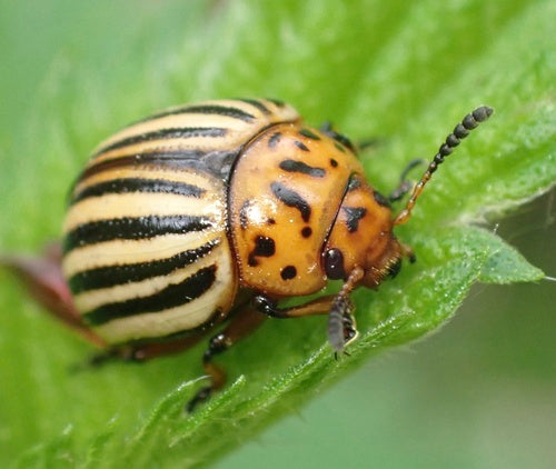 Kartoffelkäfer — Bild 4