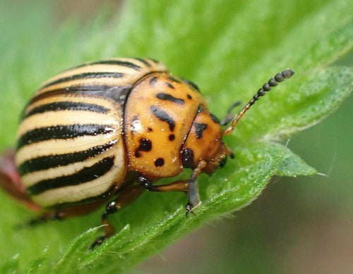 Kartoffelkäfer — Bild 2