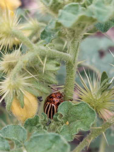 Kartoffelkäfer — Bild 4
