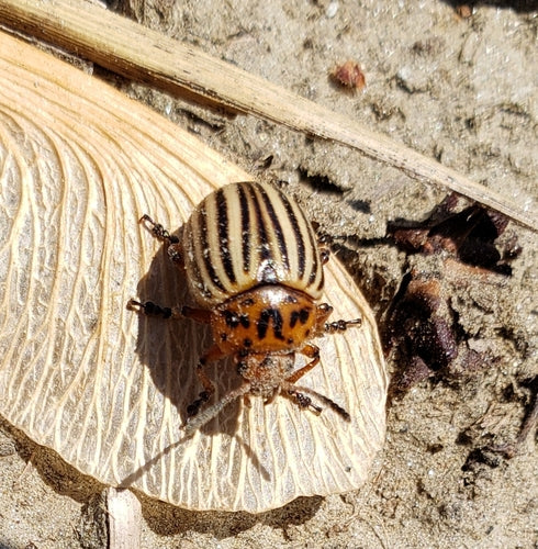 Kartoffelkäfer — Bild 1